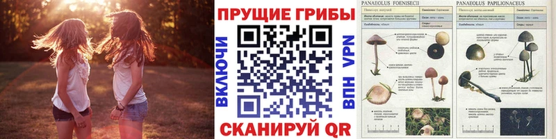 ОМГ ОМГ ссылка Новоузенск Псилоцибиновые грибы Psilocybine cubensis